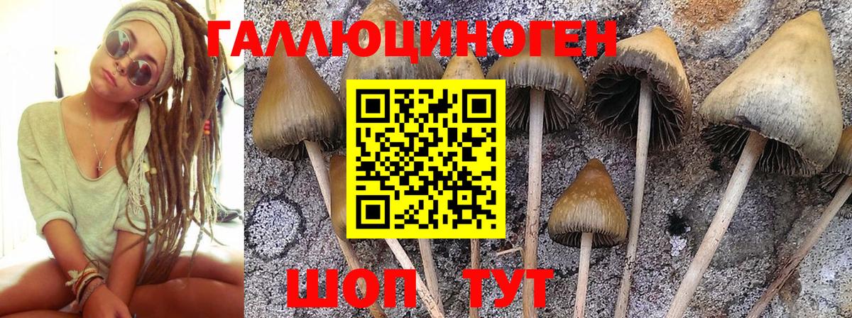 Псилоцибиновые грибы GOLDEN TEACHER Жуковский
